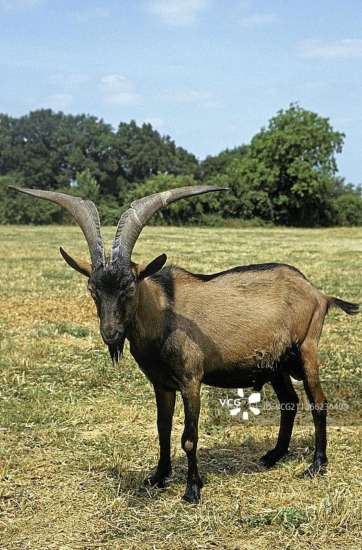 法国阿尔卑斯羚羊品种比利山羊图片素材