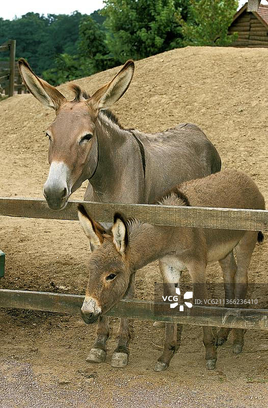 法国灰驴母子图片素材