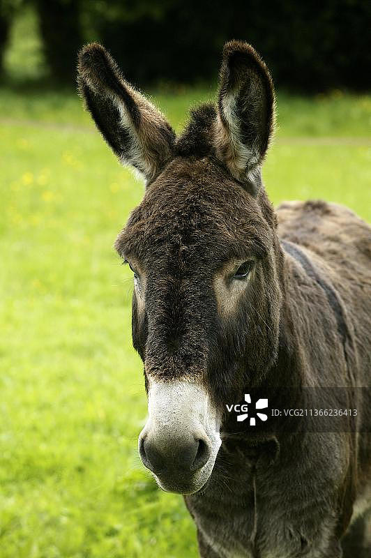 男性肖像图片素材