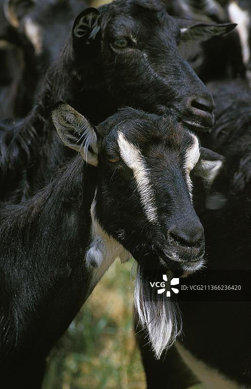 普瓦图山羊法国品种成年肖像图片素材