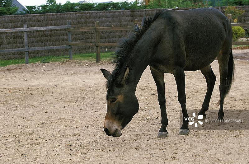驴骡，公马和母驴的杂交后代图片素材