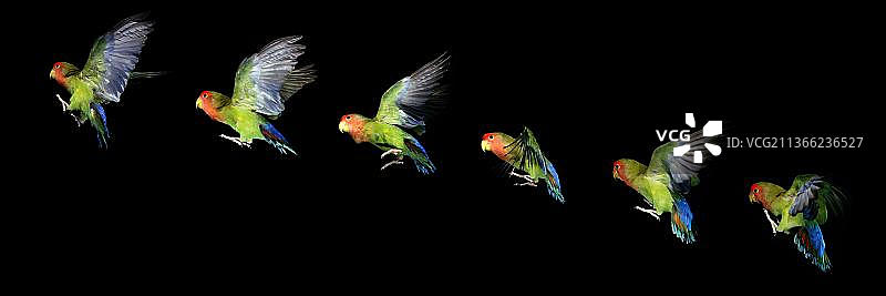 飞行中的费氏情侣鹦鹉（运动序列）图片素材