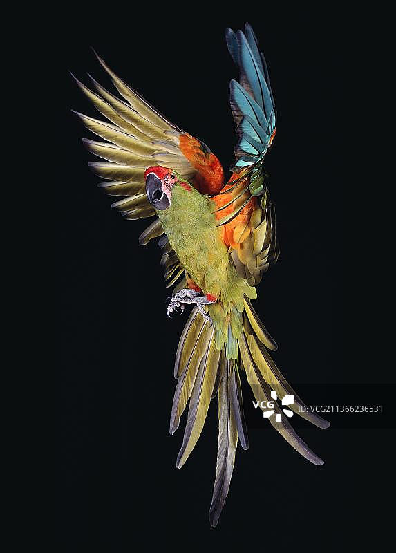 飞行中的军金刚鹦鹉图片素材