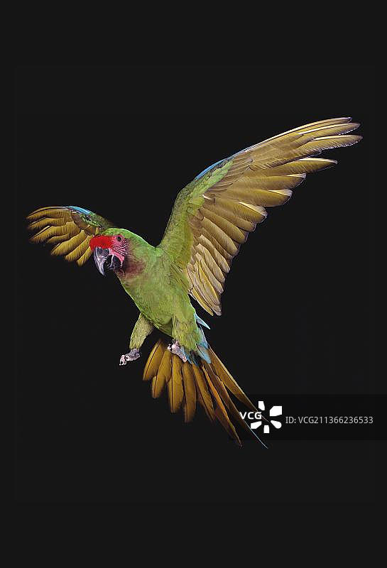 飞行中的军金刚鹦鹉图片素材