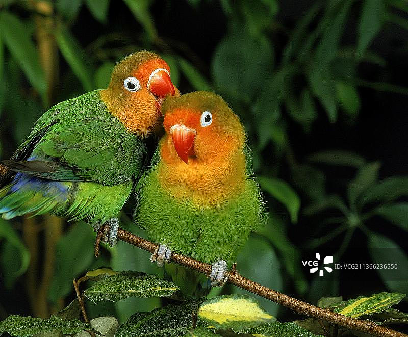 费氏情侣鹦鹉（桃脸牡丹鹦鹉），一对在梳理羽毛图片素材