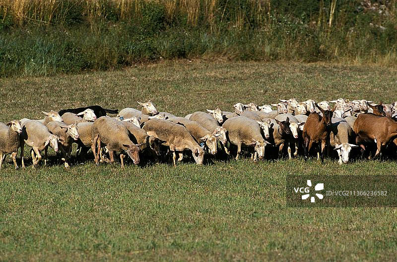法国西南部的羊群和山羊群图片素材