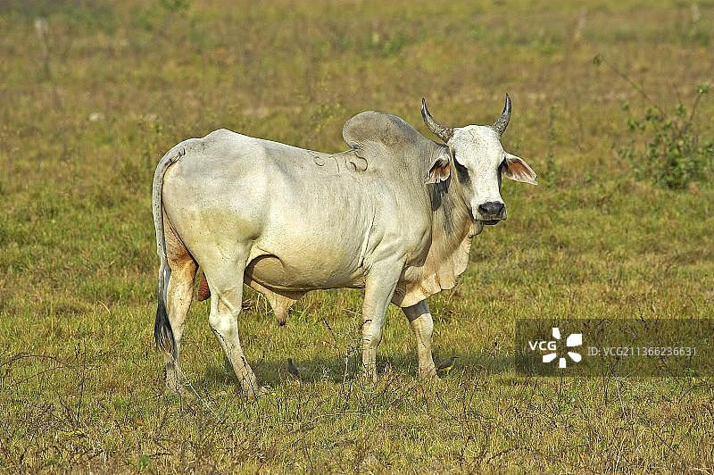 委内瑞拉洛斯利亚诺斯的家养牛图片素材