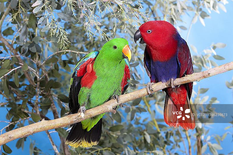 红胁绿鹦鹉，栖息在树枝上，雄性（绿色）和雌性（红色）图片素材
