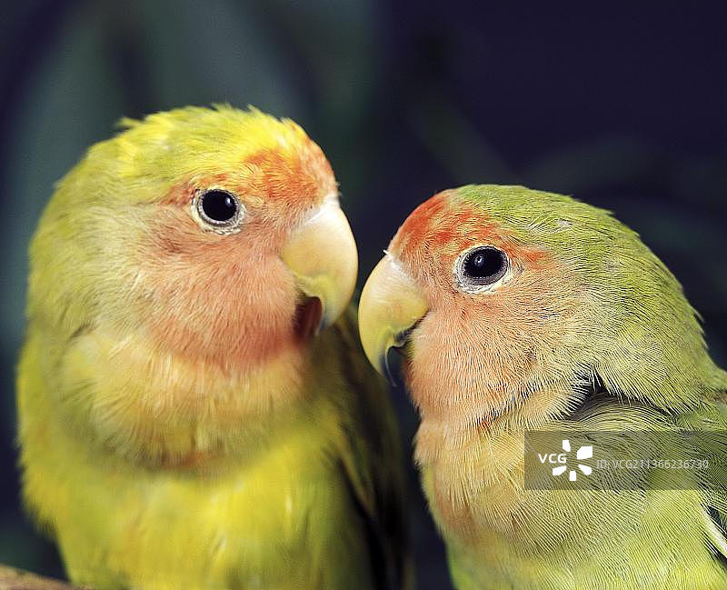 桃脸爱情鹦鹉成年个体肖像图片素材