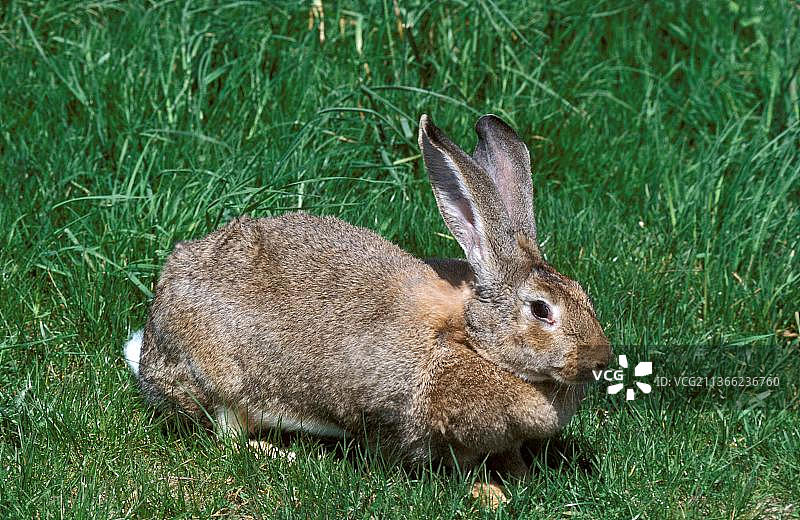 原产于比利时弗兰德斯的巨型花明兔图片素材
