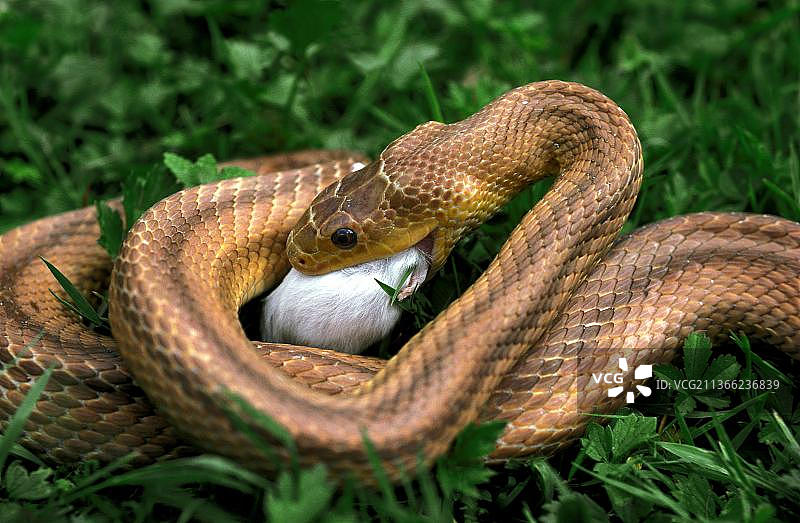 四线蛇（elaphe quatuorlineata）成年个体正在吃小白鼠图片素材