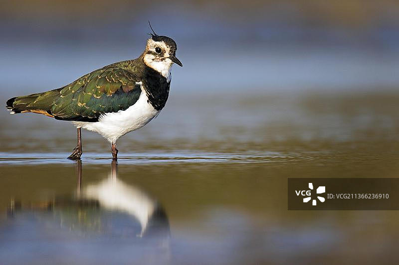 幼年凤头麦鸡在沼泽地区的浅水中觅食图片素材