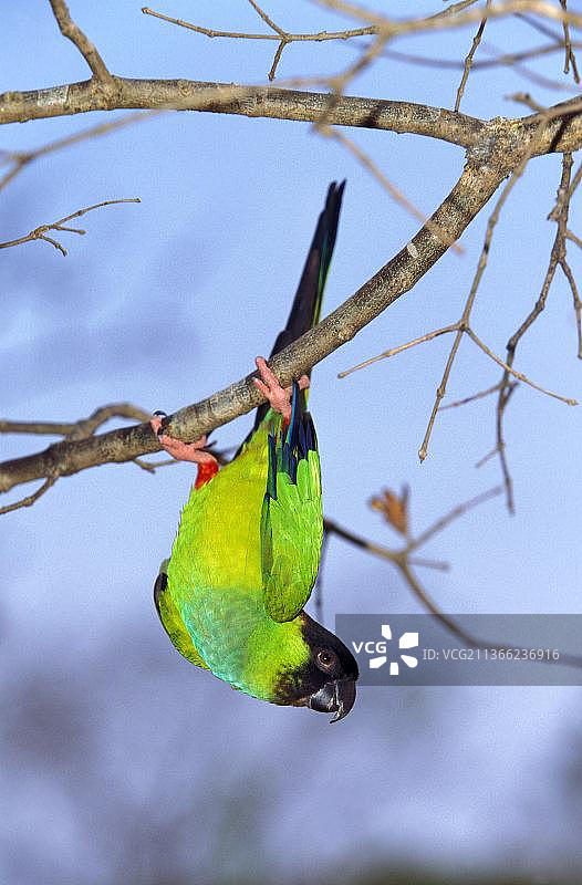 成年南达锥尾鹦鹉悬挂树枝，巴西潘塔纳尔湿地。图片素材