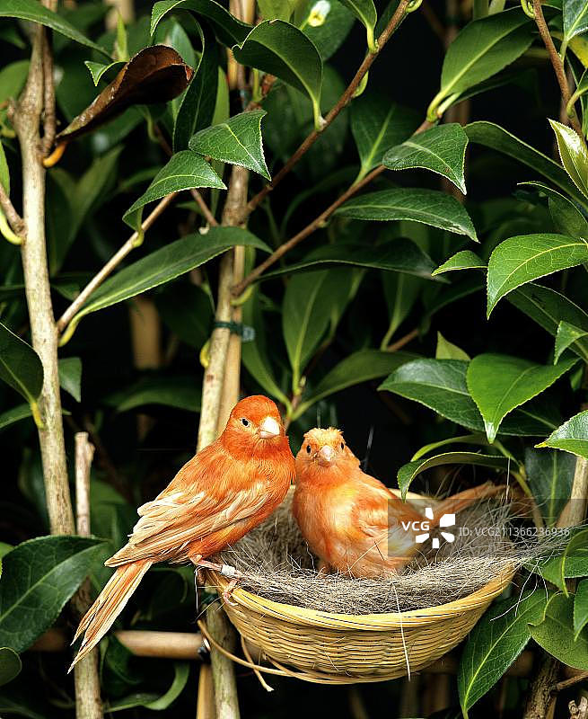 鸟巢中的红色金丝雀（Serinus canaria domestica）图片素材