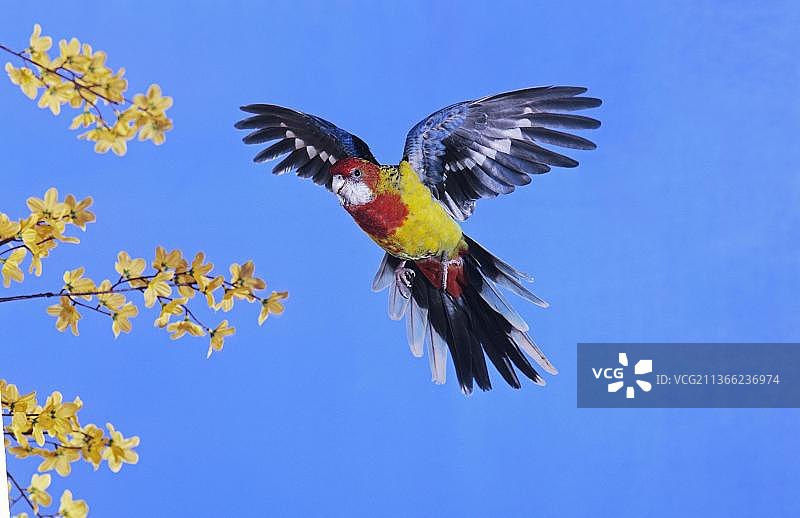 金色玫瑰鹦鹉飞行图图片素材