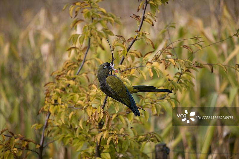栖息于树枝上的掘穴鹦鹉图片素材