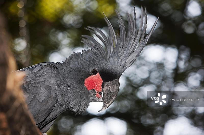 凤头鹦鹉（probosciger aterrimus），成年，有抬起的头冠图片素材