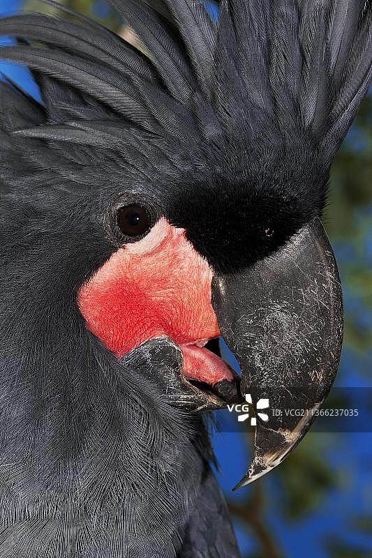 棕榈凤头鹦鹉（Probosciger aterrimus），头部，澳大利亚图片素材