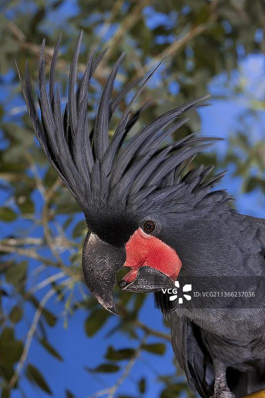 棕榈凤头鹦鹉（probosciger aterrimus），成年个体肖像图片素材