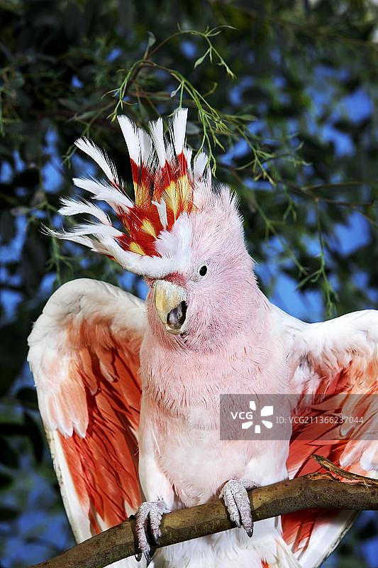 粉色卡卡杜或米切尔少校凤头鹦鹉图片素材