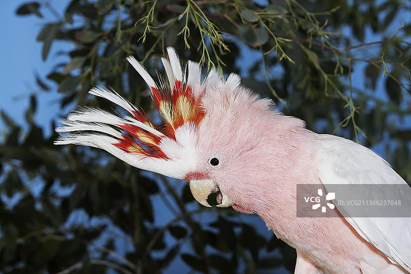 粉色卡卡杜或米切尔少校凤头鹦鹉图片素材