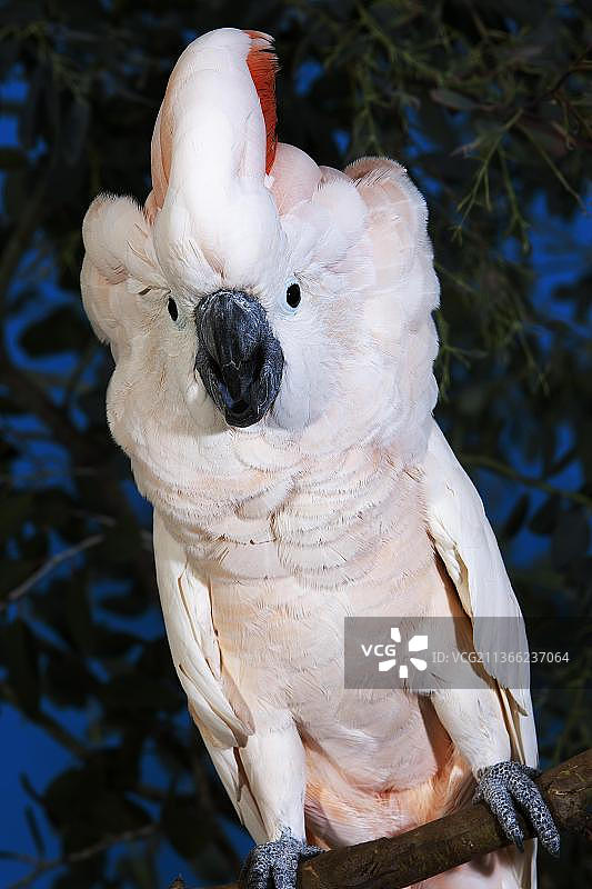 摩鹿加凤头鹦鹉（成年）图片素材