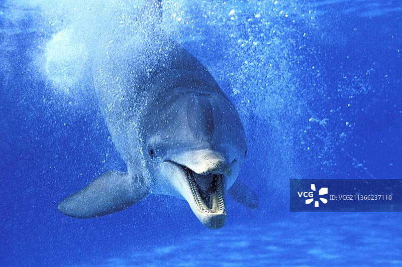 张开嘴的成年宽吻海豚（tursiops truncatus），姿态滑稽图片素材
