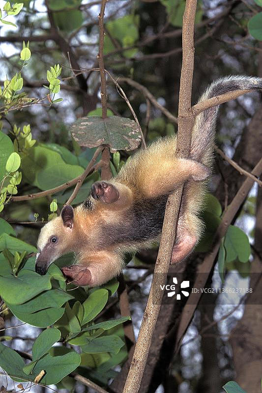 南方食蚁兽成年个体沿树干向下攀爬图片素材