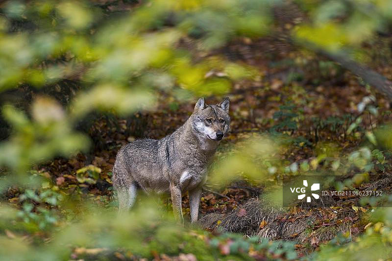 狼，灰狼（Canis lupus），似犬，掠食者，哺乳动物，秋季森林中穿过树叶看到的欧洲灰狼图片素材