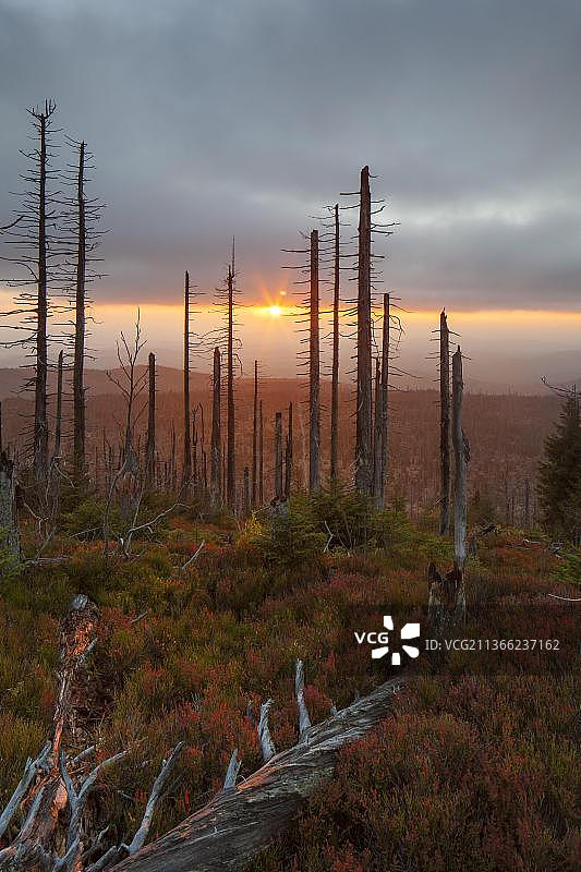 巴伐利亚森林国家公园的枯萎云杉树图片素材