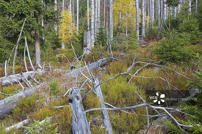 巴伐利亚森林国家公园被欧洲云杉树皮甲虫侵染的枯死云杉树图片素材