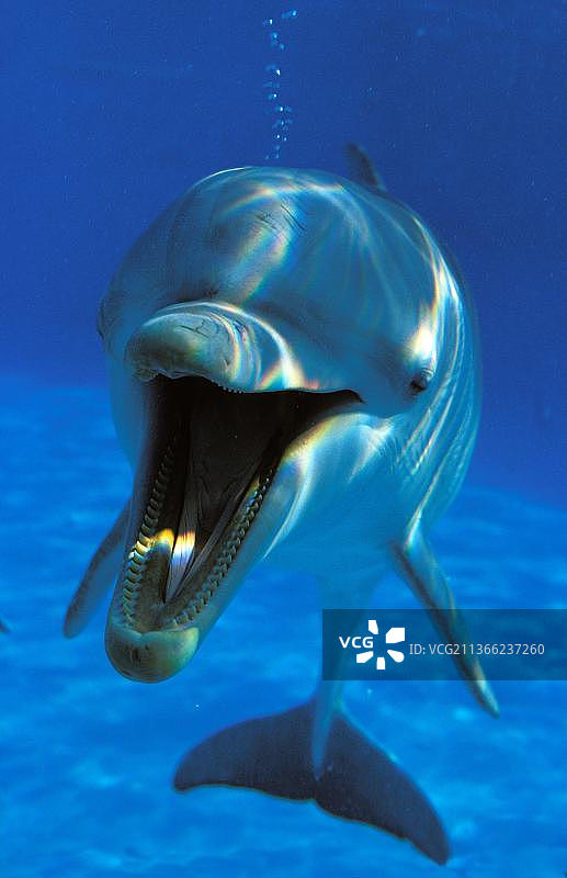 宽吻海豚（樽海豚），张开嘴的成年海豚水下视角图片素材