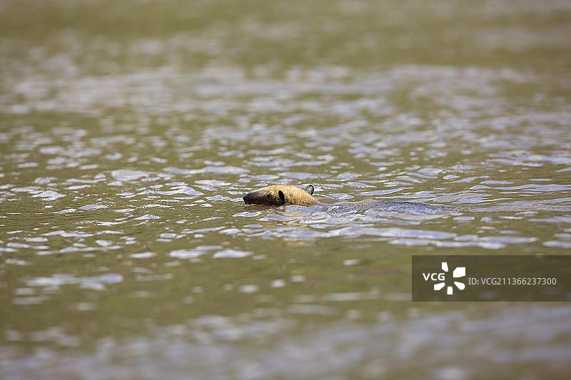 成年南美小食蚁兽横渡马努国家公园的马德雷德迪奥斯河图片素材