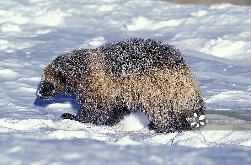 北美狼獾，雪地中的成年个体（加拿大）图片素材