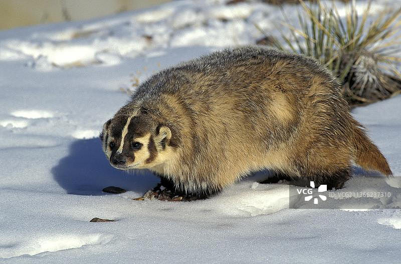 加拿大雪地上的美洲獾图片素材