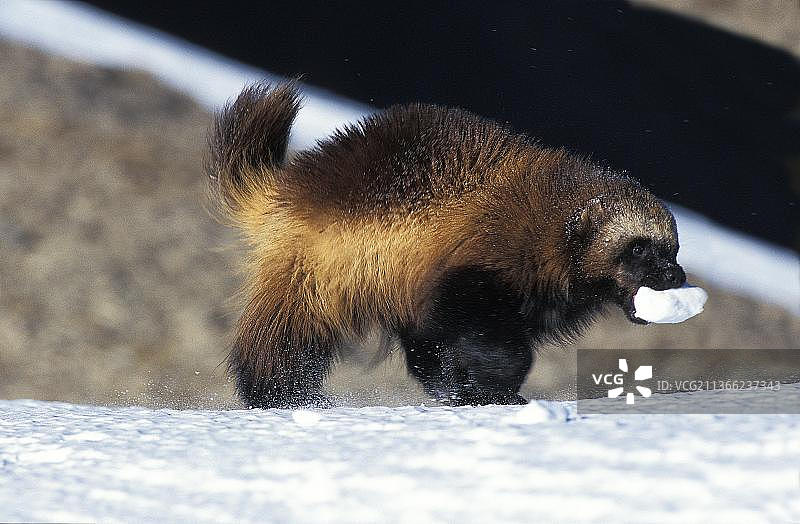 北美狼獾（口含雪球）图片素材