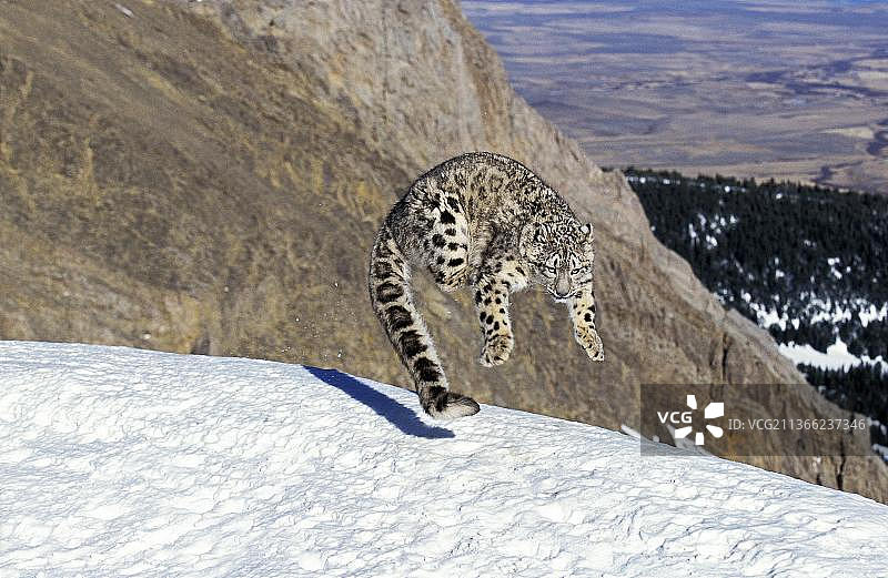 雪豹或Ounce，Uncia Uncia，成年跳跃在雪地上图片素材
