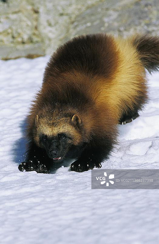 北美狼獾，雪地上的成年个体图片素材