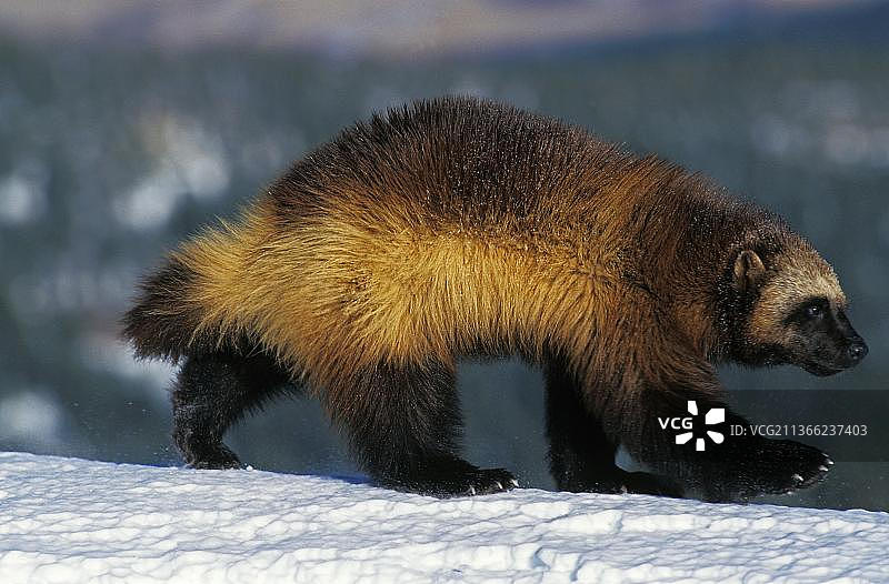 北美狼獾，雪地上的成年个体图片素材