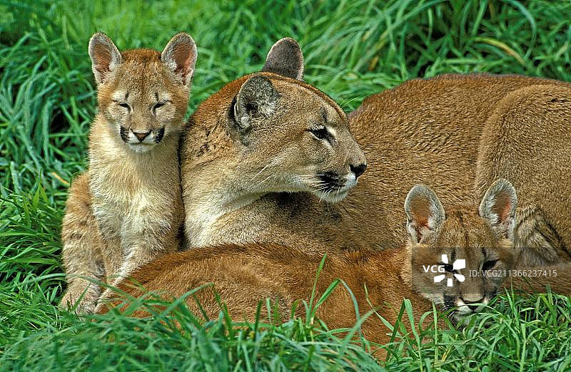 美洲狮（美洲金猫），母狮和小狮崽躺在草地上图片素材