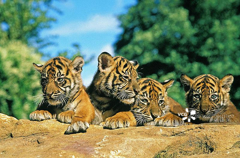 苏门答腊虎幼崽图片素材