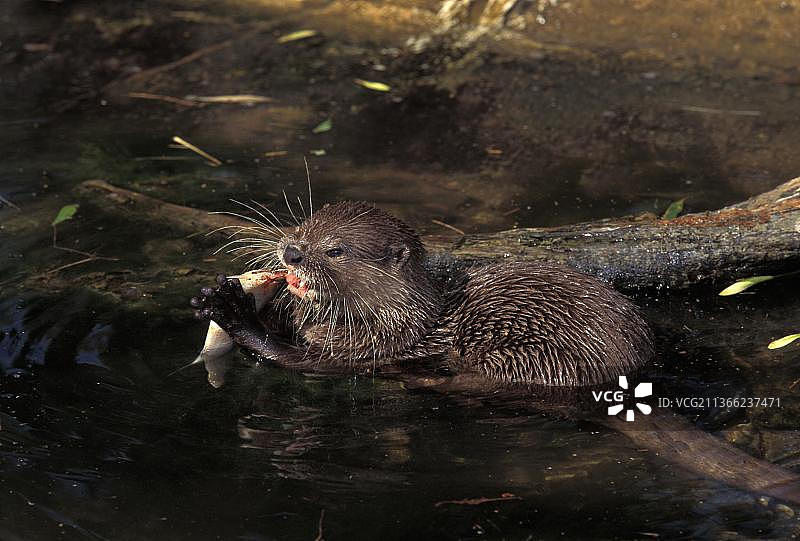 成年小爪水獭正在吃鱼图片素材