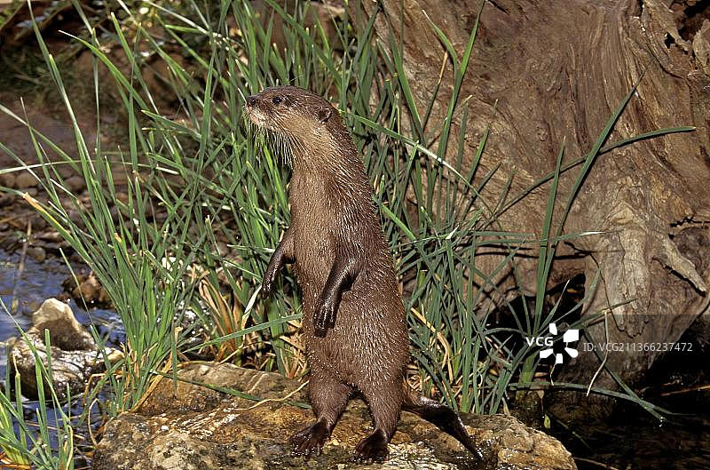 短爪水獭成年个体后腿站立环顾四周图片素材