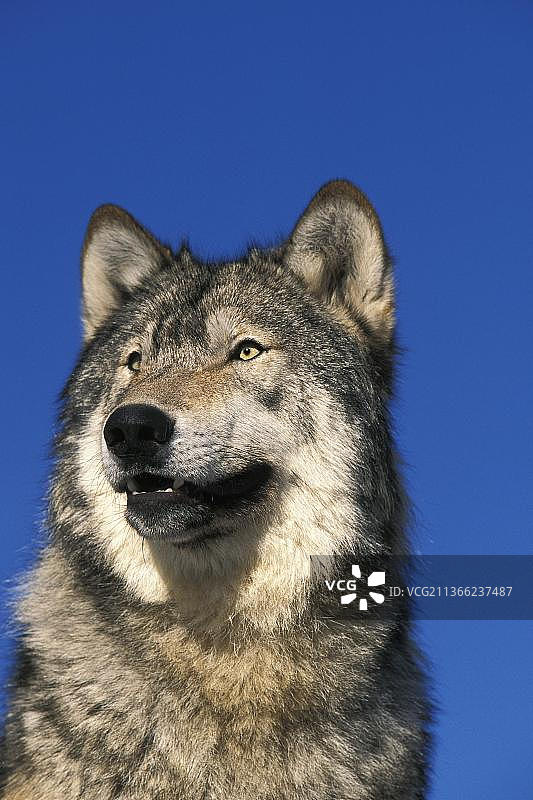 北美灰狼成年个体肖像，加拿大图片素材