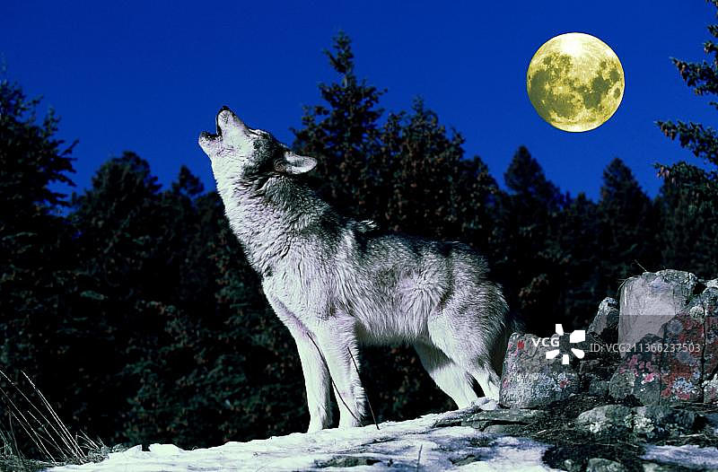 在月球上嚎叫的欧洲狼图片素材