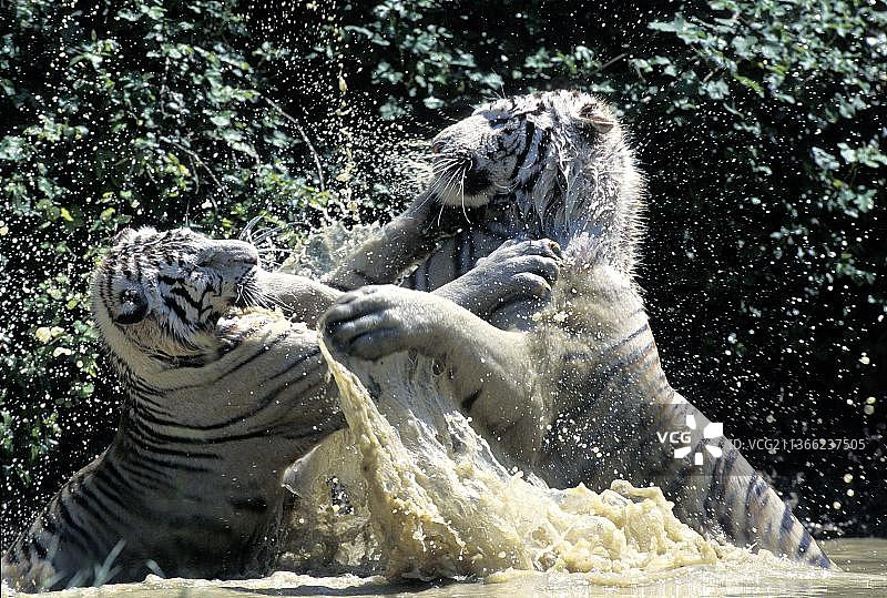 白虎在水中搏斗图片素材