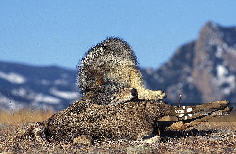 加拿大，北美麦肯锡河谷狼捕食落基山脉麋鹿图片素材