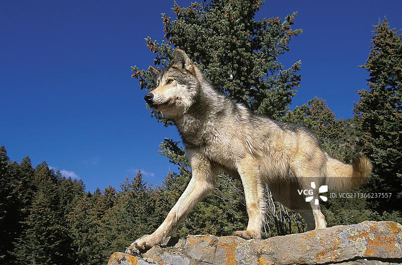 北美灰狼（Canis lupus occidentalis），成年个体在岩石上，加拿大图片素材