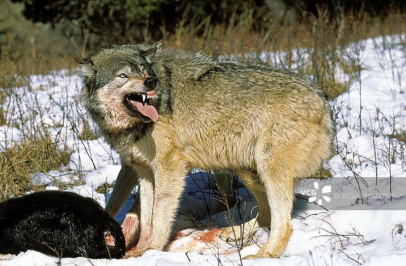北美灰狼与猎物，加拿大图片素材