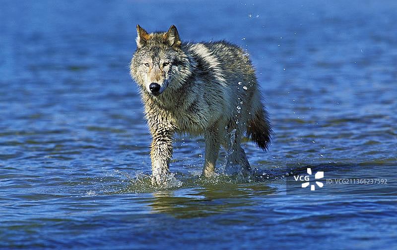 北美麦肯锡河谷狼（Canis lupus occidentalis），成年个体在水中奔跑，加拿大，北美图片素材